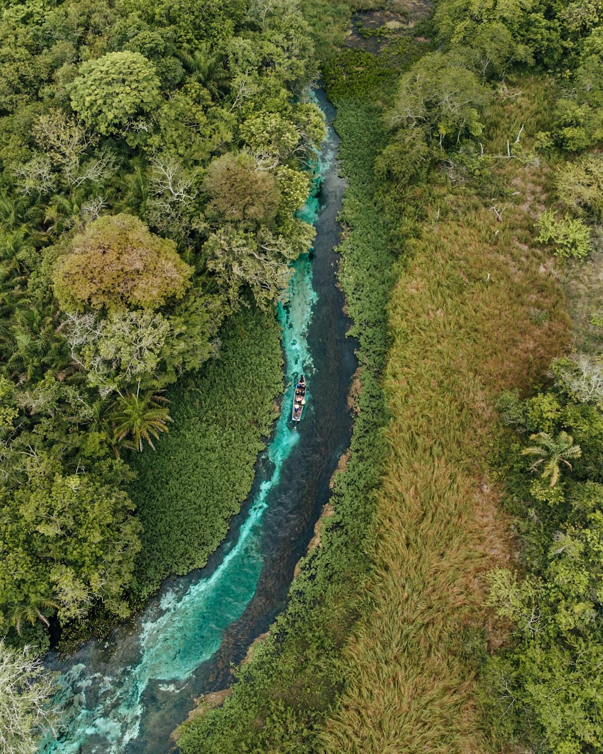 Brazilië - Natuurreis Pantanal, Bonito & Iguazu (12 dagen - 11 nachten)