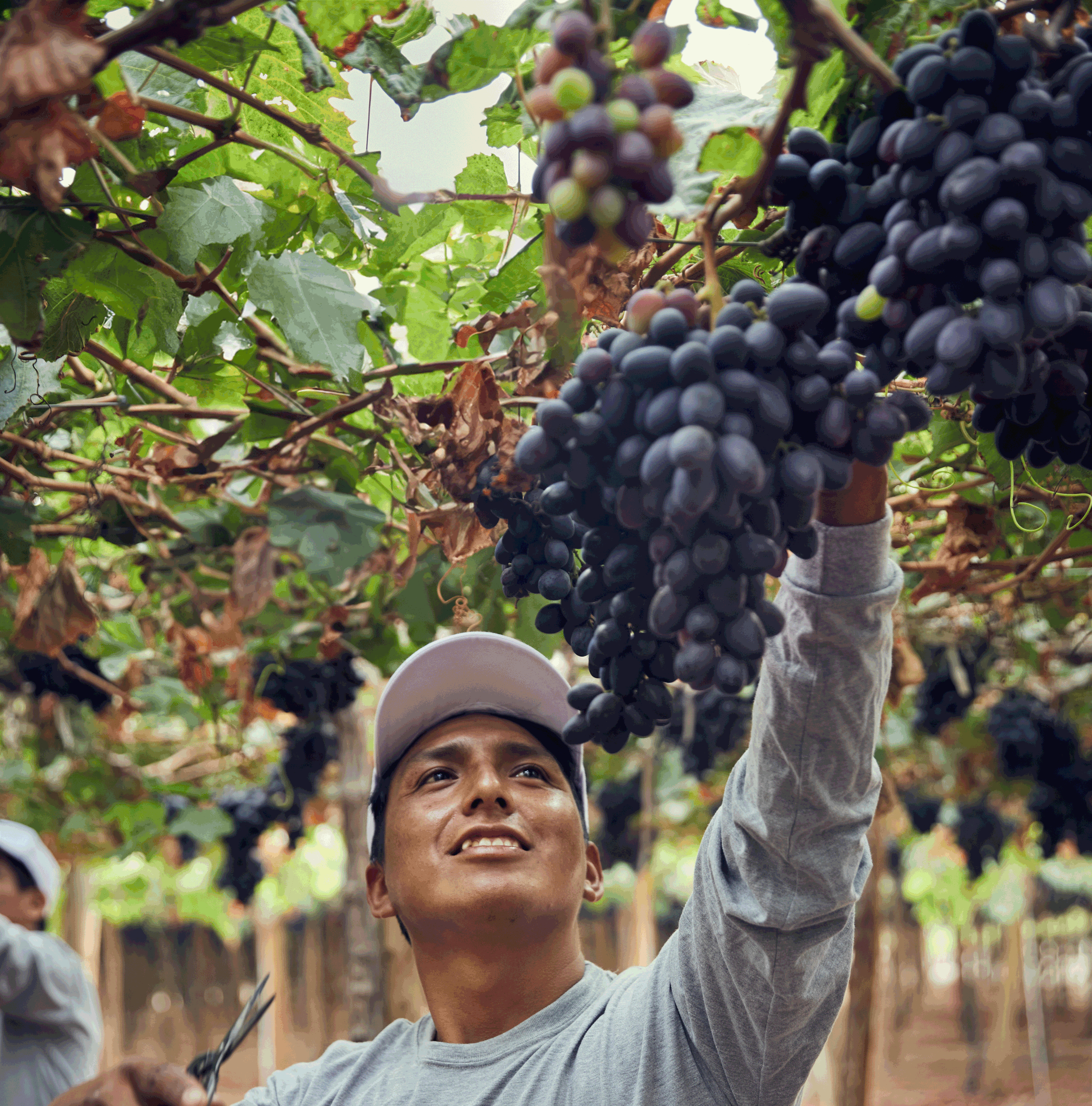 WEBSITE - Hoogtepunten van authentiek Peru (25 dagen - 24 nachten)