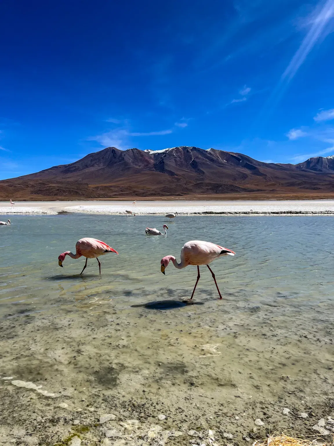 WEBSITE - Complete rondreis door authentiek Bolivia (28 dagen - 27 nachten)